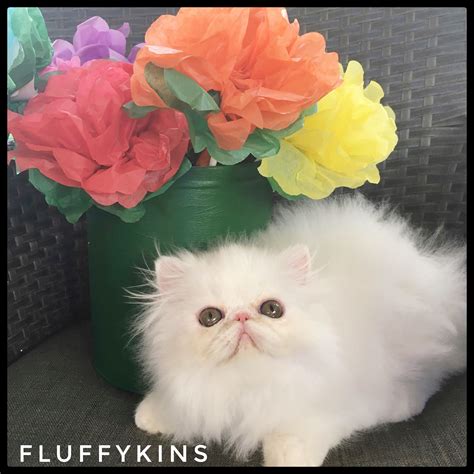 Fluffykins Arlin Copper Eyed White Persian Kitten