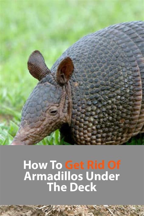 How To Get Rid Of Armadillos Under The Deck Complete Guide 2021