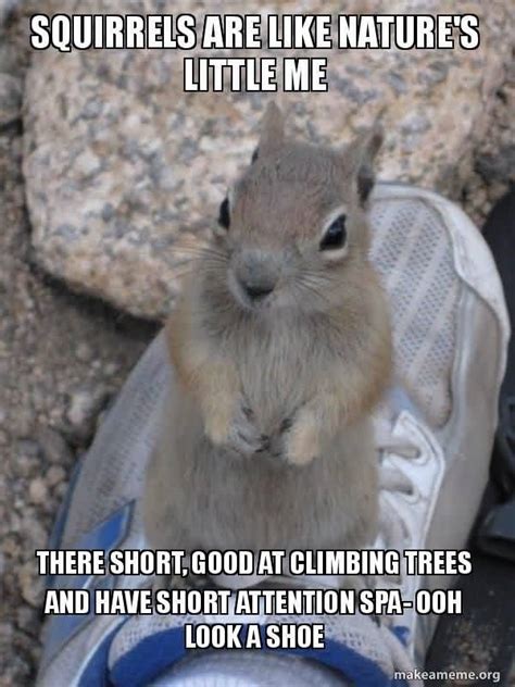 Funniest Look A Squirrel Meme Jokes Quotesbae