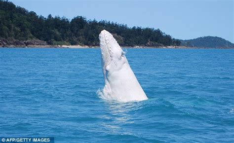 Migaloo The Albino Humpback Whale Might Be A Father Extreme Aquatics