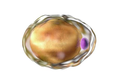 Fat Cell Photograph By Kateryna Konscience Photo Library Fine Art