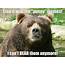 Mrgrizzly Bear By Memedude360  Meme Center