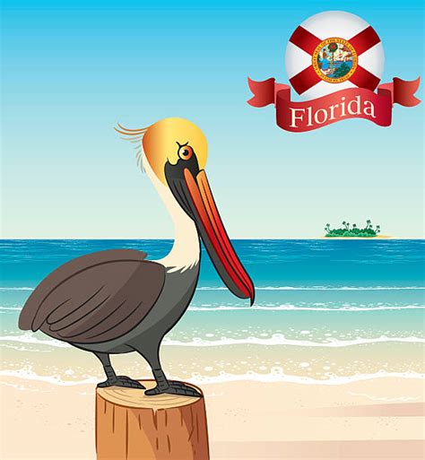 Pictures Of Brown Pelicans Illustrations Royalty Free Vector Graphics