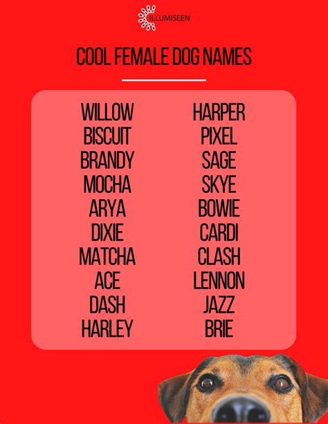 Female Dog Names Your New Pup Will Surely Love Illumiseen