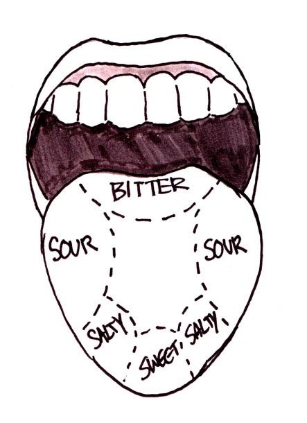 Taste Buds On Tongue Diagram
