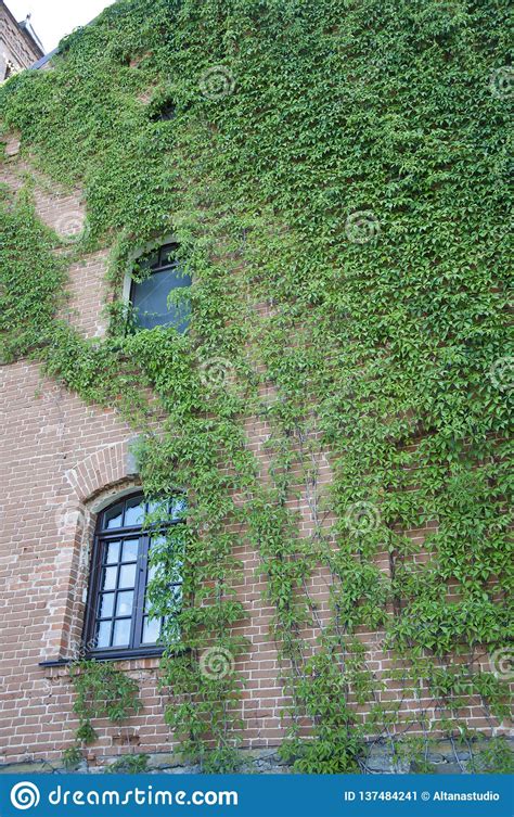 Pleasant Camouflage Green Ivy Plant Climbing Brick Wall Old House