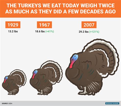 The live weights of turkeys, due to that consumer desire, has continued to grow, and the amount of feed to raise each pound of turkey continues to be less. How big turkeys were then and now - Business Insider