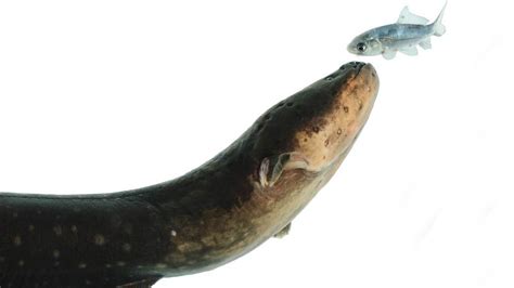 Bbc World Service Unexpected Elements How Electric Eels Stun Their Prey