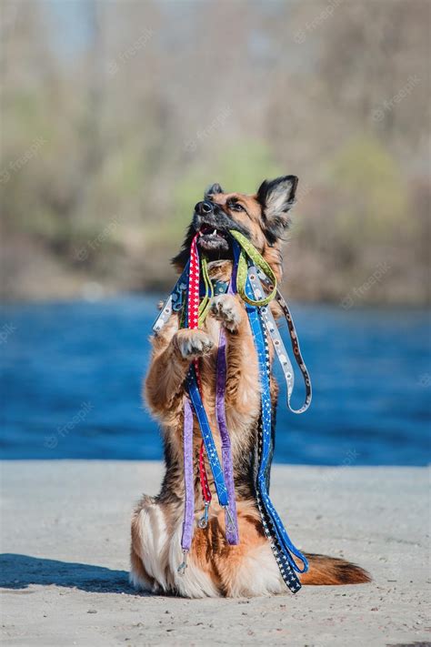 Premium Photo Portrait Of A German Shepherd Dog Dog Holding Leashes