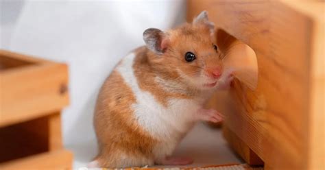 How To Care For Hamsters As Pets Top 8 Hamster Owner Tips Littlegrabbies