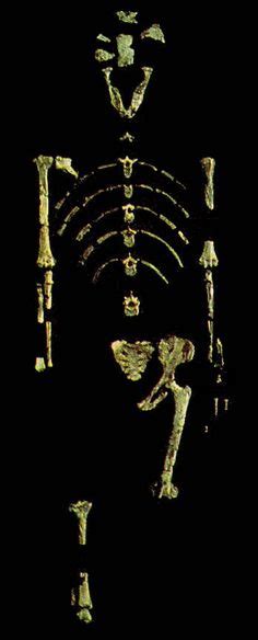 Lucy Australopithecus Wikipedia The Free Encyclopedia
