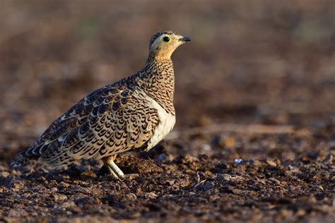 Black Faced Sandgrouse Holmen Birding Safaris