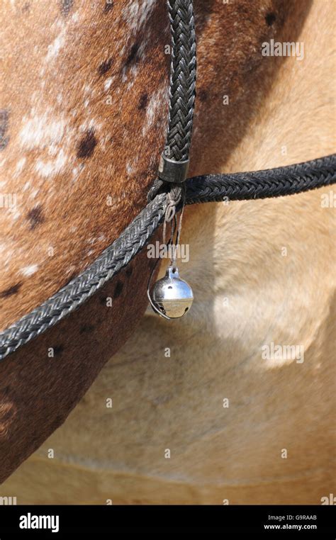 Appaloosa Horse Bell On Harness Driving Stock Photo Alamy