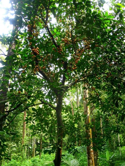 Wild Edible Tree 5 - Tampoi ~ RimbaGunong