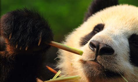 Panda Bear Tour China Adventures Natural Habitat