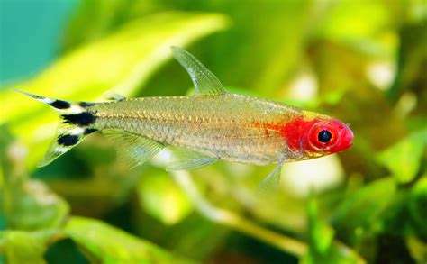 5 Best Schooling Fish For Beginners Aquarium Center Of Nc