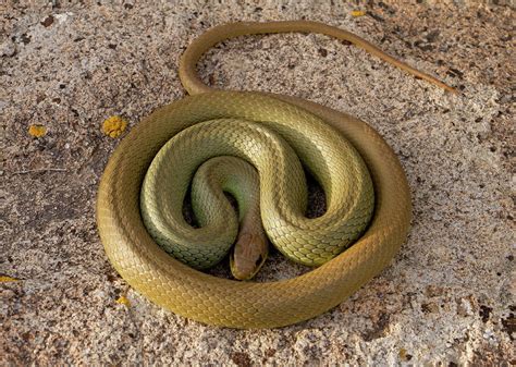 Cold Snake Photograph By Kent Keller Fine Art America