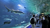 Vancouver Aquarium Prepares to Reopen - Retail & Leisure International