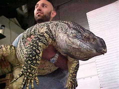 Worlds Biggest Lizard Reptile YouTube