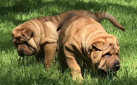 Chinese Shar Pei Puppies For Sale Berea Oh 277356