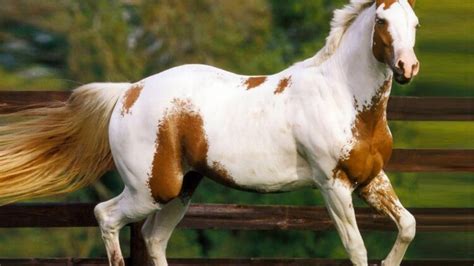 Most Expensive Horse Breeds In The World 2018 Thelistli