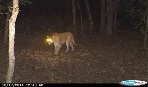 Oklahoma Wildlife Department Confirms Mountain Lion Sightings