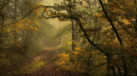 Nature Landscape Path Forest Mist Shrubs Morning Trees Wallpaper