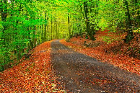 1920x1080 1920x1080 Path Forest Trees Fence Autumn Leaves