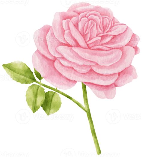 Ilustração Em Aquarela De Flores Rosas Cor De Rosa 9788287 Png