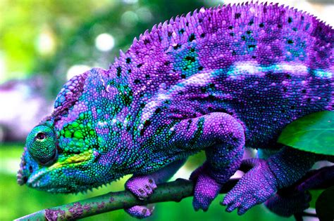 Have You Ever Seen A Chameleon Change Color In Real Time Heres Your