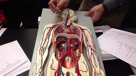 The descending aorta is divided into thoracic aorta and abdominal aorta by diaphragm. Exercise 32 blood vessels model - YouTube