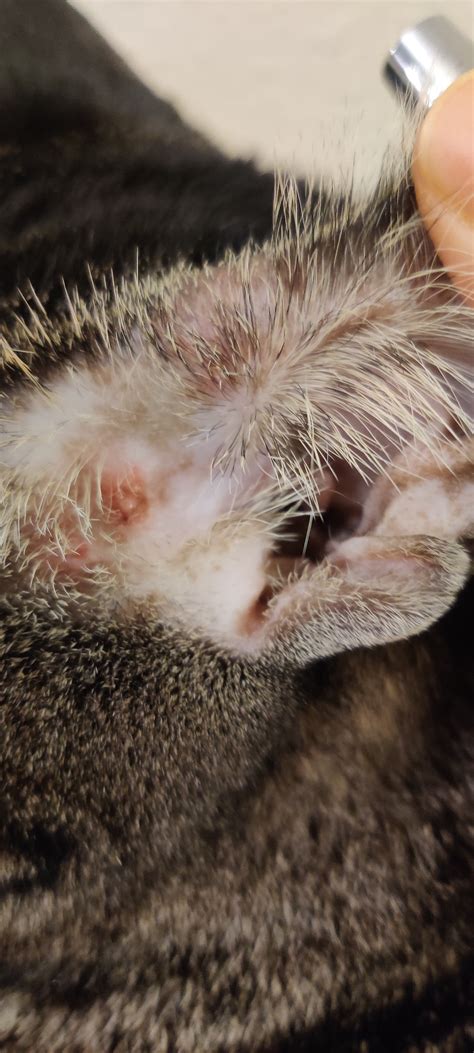 Red Sores On My Cats Ear Thecatsite