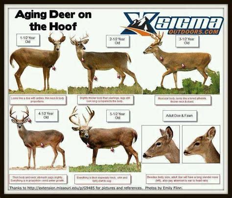 Guide To Guessing The Age Of Whitetail Deer Dont Know Where To Put