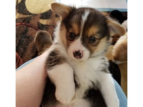 The approximate wait time for a puppy is five to six months after you submit the $100 deposit for the paid waiting list. Healthy and Lovely Pembroke Welsh Corgi Puppies Available - Animals - San Antonio - Texas ...