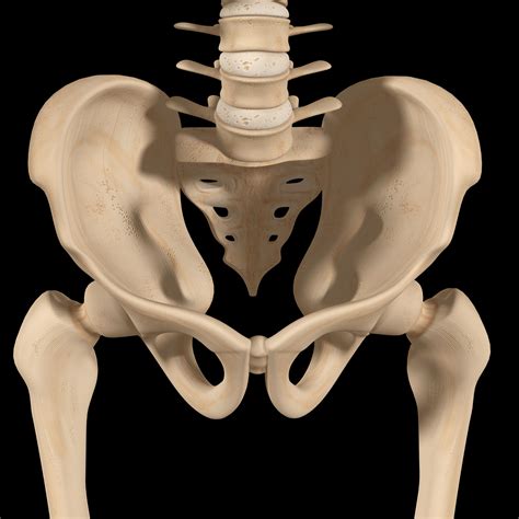 What Is The L5 S1 Aka The Lumbosacral Joint