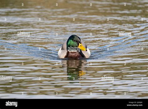 Mallardmallard Duck Anas Platyrhynchos Male Trimpley Reservoir