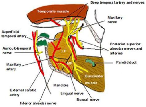 The Distribution Of The Mandibular Nerve And Its Branches In The