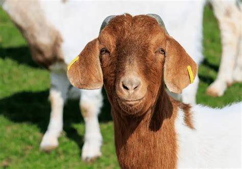 10 Most Profitable Goat Breeds And How To Maximize Profit Savvy Farm Life