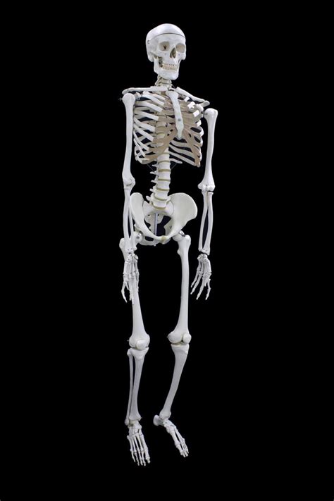 Human Skeleton 3d 360 Human Skeleton Human Skeleton 3d Human