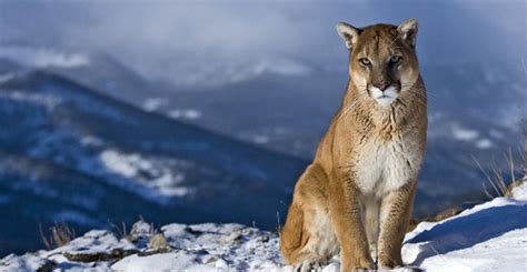 El Puma Del Este De Norteamérica Oficialmente Se Ha Extinguido Y Esta