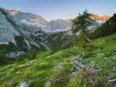 Griessspitzen Almenrausch Mieminger Mountains Tyrol Austria