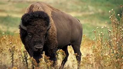 Buffalo Native American Bison Wallpapers Google Wallpaperaccess