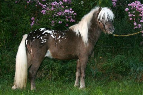 Appaloosa German Classic Pony Stallion Farbenfrohs Filippo Pony