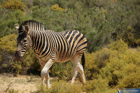 A Zebra In Kruger National Park South Africa Zebras Zebra