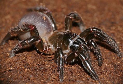 Top 10 Most Dangerous Venomous Spiders In Australia