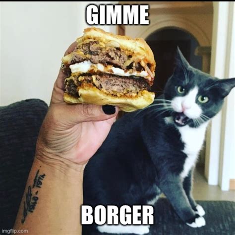 Image Tagged In Angry Cat Hungry Cat I Can Has Cheezburger Cat Shake