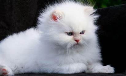 Persian Wallpapers Cat Desktop Kitten Seo Tags