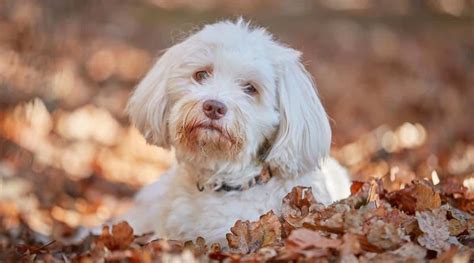 Havanese Dog Breed Information Facts Traits Pictures And More