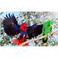 The Eclectus Parrot Is Mind Bendingly Beautiful  Australian Geographic