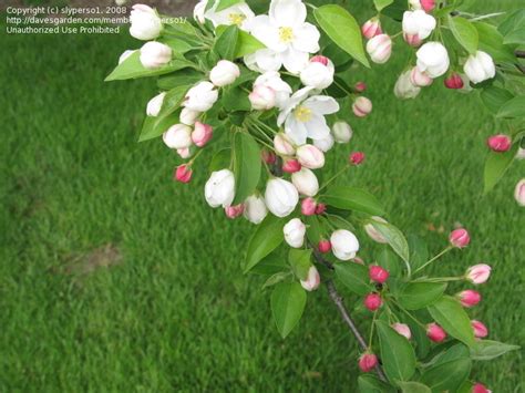 Plantfiles Pictures Flowering Crabapple Snowdrift Malus By Slyperso1